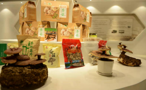 依托蘋果和香菇兩大特色優(yōu)勢產(chǎn)業(yè)，萬榮縣積極申創(chuàng)國家農(nóng)業(yè)現(xiàn)代化示范區(qū)